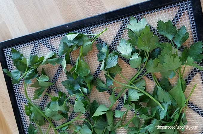 Dehydrate parsley, parsley on excalibur dehydrator tray