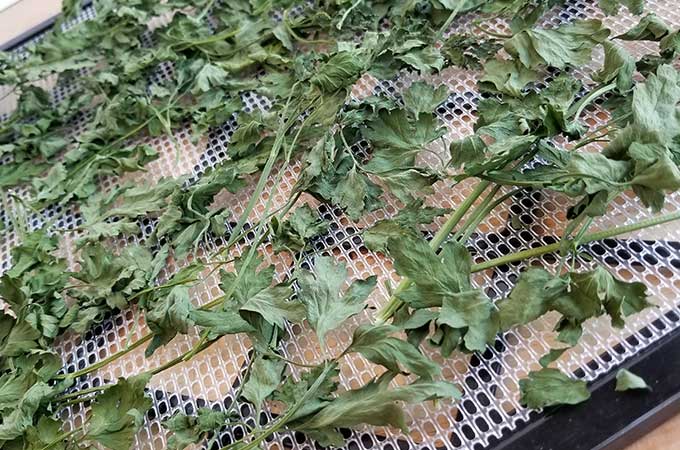 Dried parsley on Exaclibur Dehydrator Tray - how to dehydrate parsley, how to dry parsley, how to dry herbs