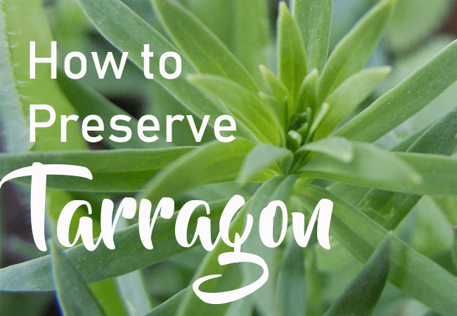How to Preserve Tarragon