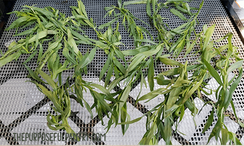 How to Preserve Tarragon