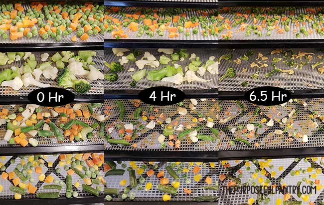 Excalibur dehydrator trays of frozen vegetables in various stages of drying.