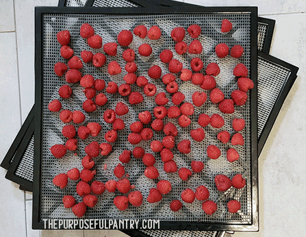 Excalibur dehydrator tray full of red raspberries to be dehydrated