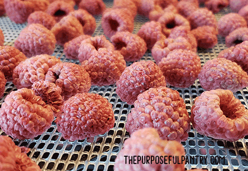 Fully dehydrated red raspberries on Excalibur dehydrator tray