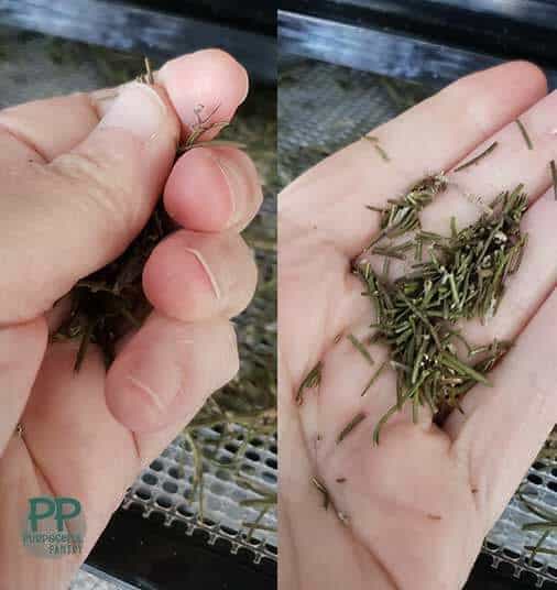 Side by side comparison of crushing dried rosemary and what it should look like.