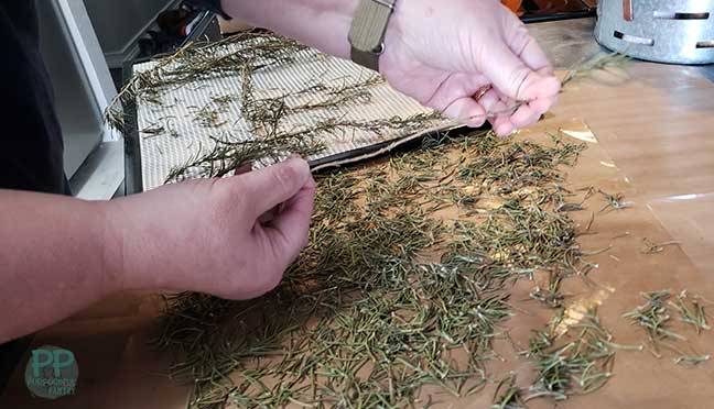 Two hands pulling dried rosemary needles from stem onto a nonstick dehydrator mat.