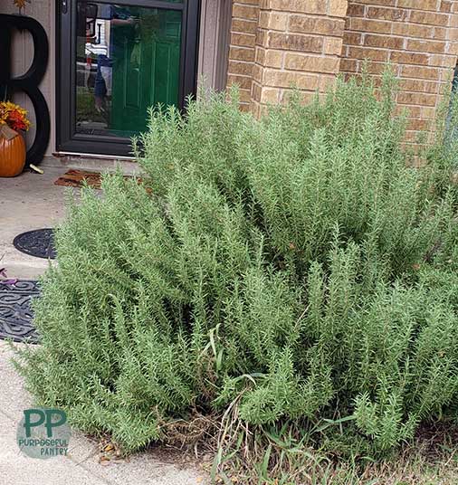 Large rosemary plant in the yard outside of a brown brick house.