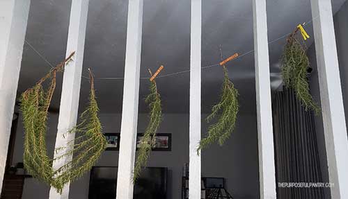 Branches of rosemary hung on a string across a white columned room divider with clothespins