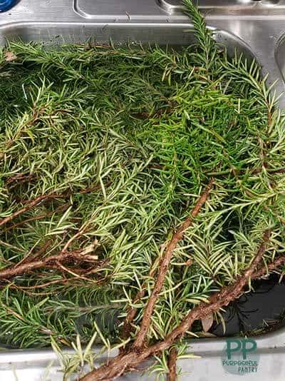 Fresh rosemary stems and branches in a stainless steel sink under water - being washed.