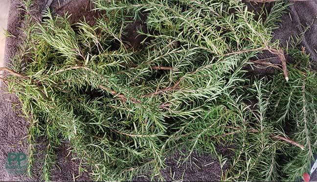 Fresh rosemary stems and branches on a gray towel drying from being washed.