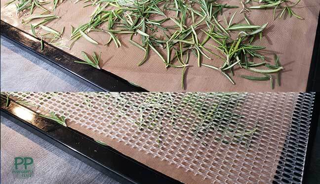 Side by side comparison of rosemary needles on dehydrator tray covered with mesh, ready to be dried.