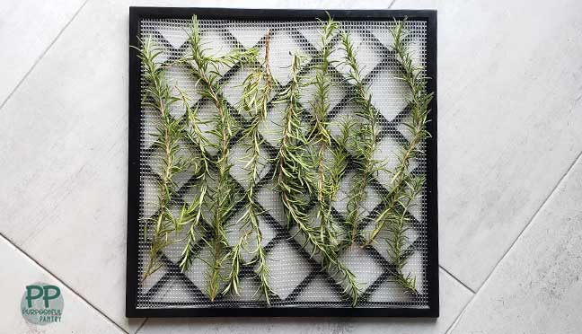 Excalibur dehydrator tray on a gray background covered with rosemary sprigs ready to be dehydrated