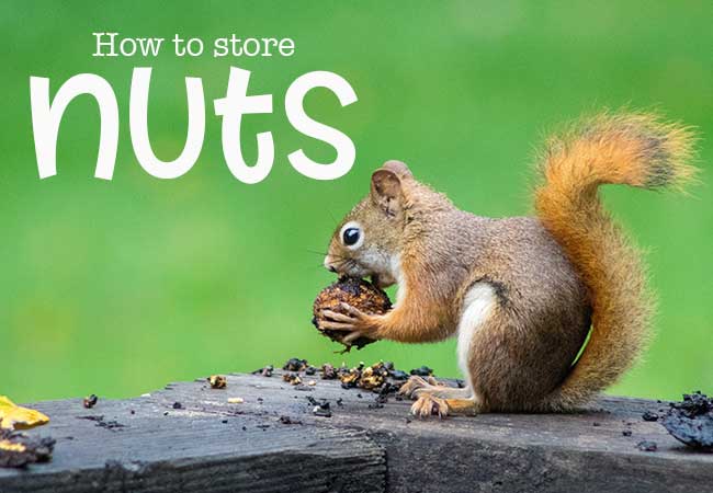 Squirrel on a log with a nut and text overlay that reads 'How to Store Nuts'.