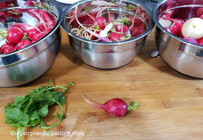 Three stainless steel bowls for portioning off radish parts to dehydrate radishes