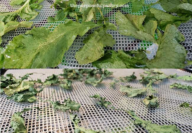 Excalibur tray before and after dehydrated radish leaves