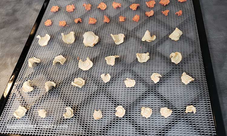 Excalibur dehydrator tray with dehydrated parsnip and carrot coins