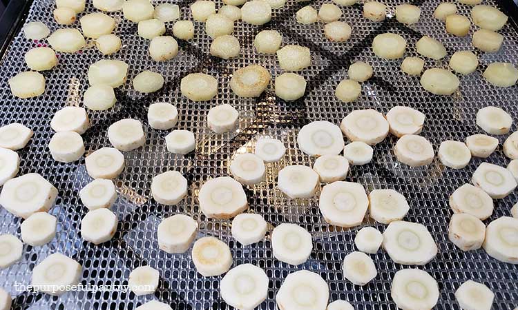 Excalibur dehydrator trays full of parsnips coins being dehydrated for snacks and food storage