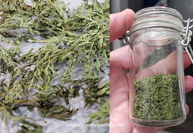 Excalibur dehydrator tray of dehydrated carrot leaves and a jar of powdered dehydrated carrot leaves