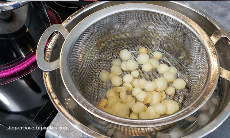 Steel Colendar of parsnips being blanched in ice bath in preparation for dehdyrating.