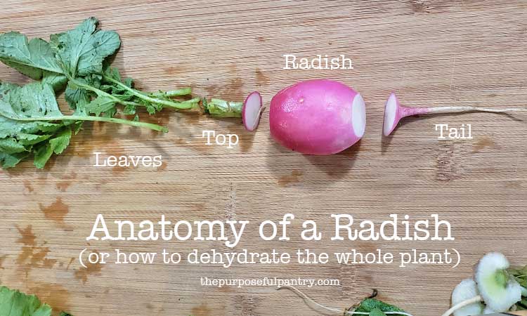 Radish plant separated on a cutting board to show how to dehydrate radishes without wasting a piece