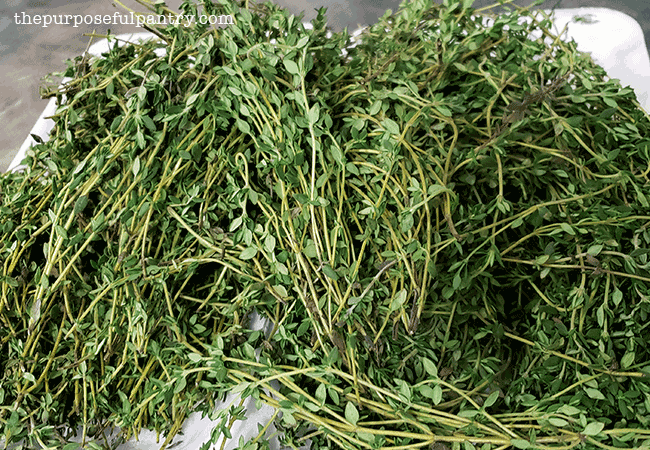 Fresh thyme being prepared to dehydrate