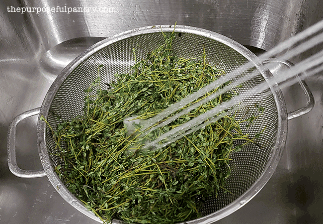 stainless steel colander full of thyme being washed, preparing it for dehydrating.