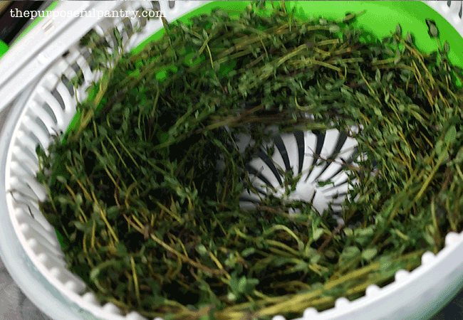 Salad spinner full of freshly washed thyme ready to be dehydrated