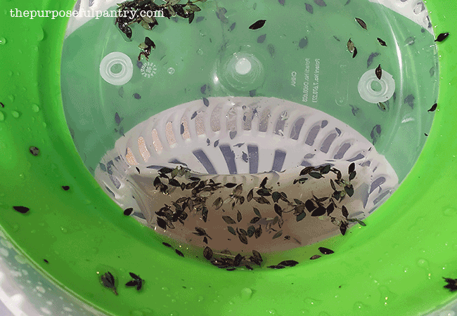 Salad spinner full of water after drying off washed thyme