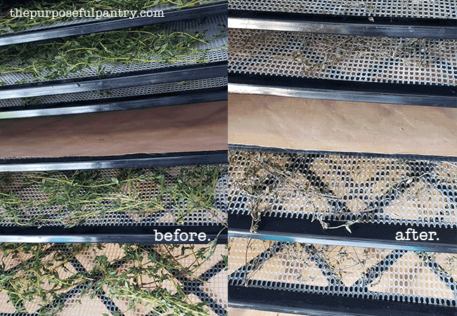 Before and After of fresh thyme on Excalibur dehydrator trays