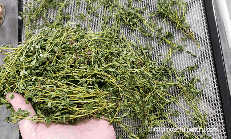 Bundles of thyme sprigs going onto Excalibur dehydrator trays to be dehydrated