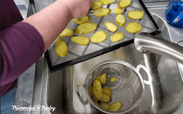 Rinsing Pickle Chips & placing them on Excalibur Dehydrator trays