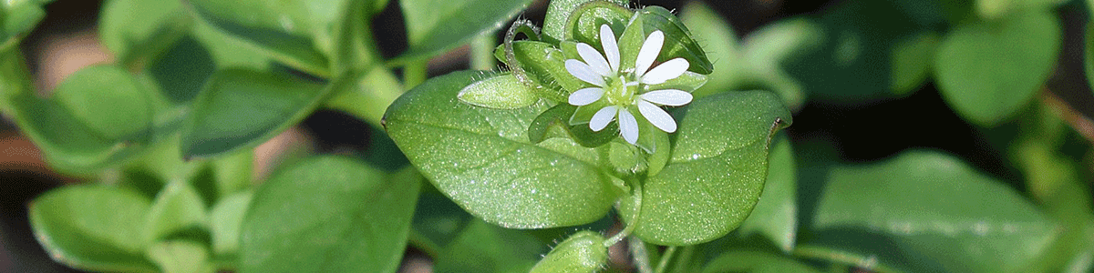 Field of chickweed with white flower teaching about dehydrating backyard weeds.