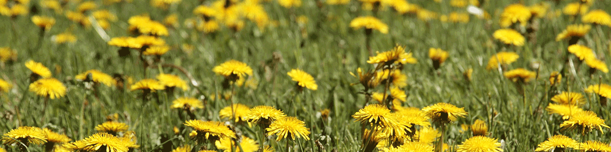 Field of dandelions for teaching about dehydrating backyard weeds.