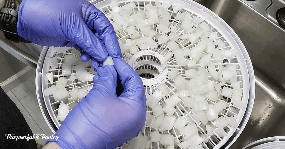 Nesco dehydrator FD-75 with tray of chopped onions to dehydrate onions with gloved hands.