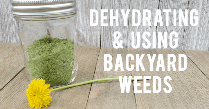 Glass jar of dehydrated wild onion grass with a dandelion flower on wooden background for dehydrating backyard weeds