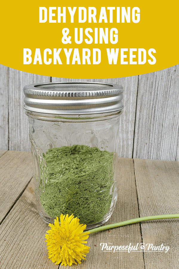 Glass jar of dehydrated wild onion grass with a dandelion flower on wooden background for dehydrating backyard weeds