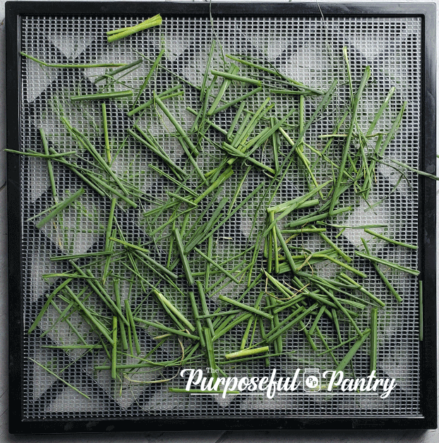 Excalibur Dehydrator Tray full of wild onion grass preparing to be dehdyrated.