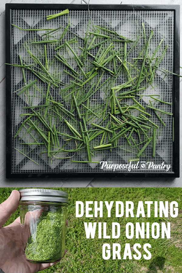 Excalibur tray with wild onion grass to dehydrate plus a jar of powdered wild onion grass.