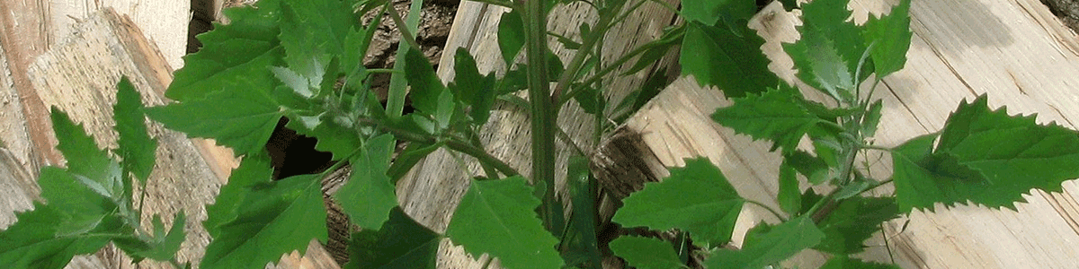 Lambs quarters in front of woodpile, to be used to dehydrate