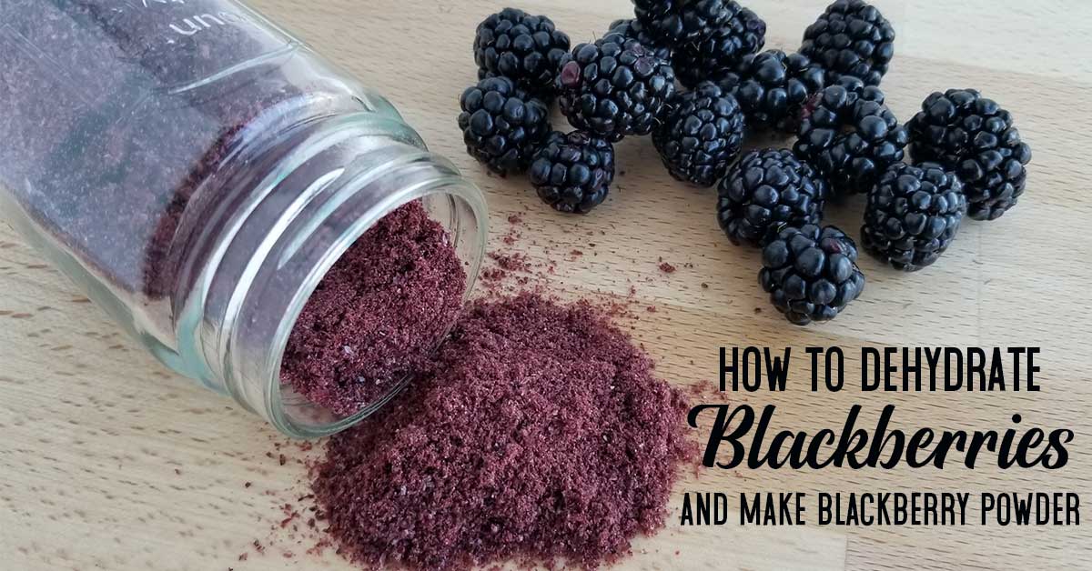 Jar of blackberry powder spilled on a table top alongside some fresh blackberries