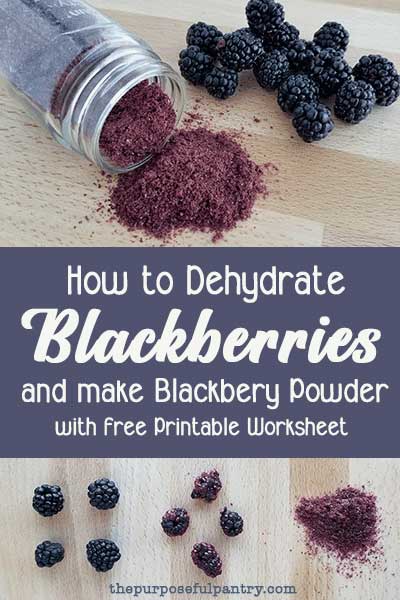 Jar of blackberry powder spilled on tabletop with fresh blackberries