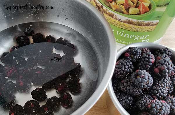 Fresh blackberries in a vinegar water bath before dehydrating