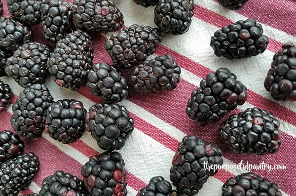 Fresh bblackberriess on a red and white striped tea towel