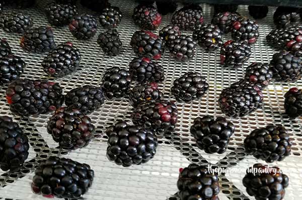 Fresh blackberries on an Excalibur Dehydrator tray