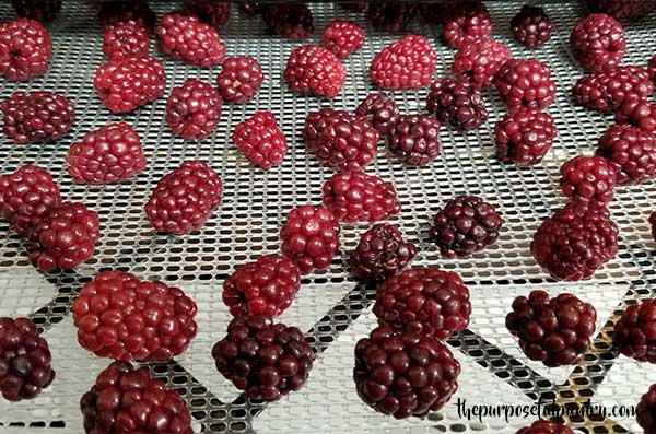 Blckberries drying in an Excalibur Dehydrator