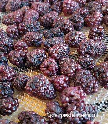 Dehydrated blackberries on an Excalibur Dehydrator tray