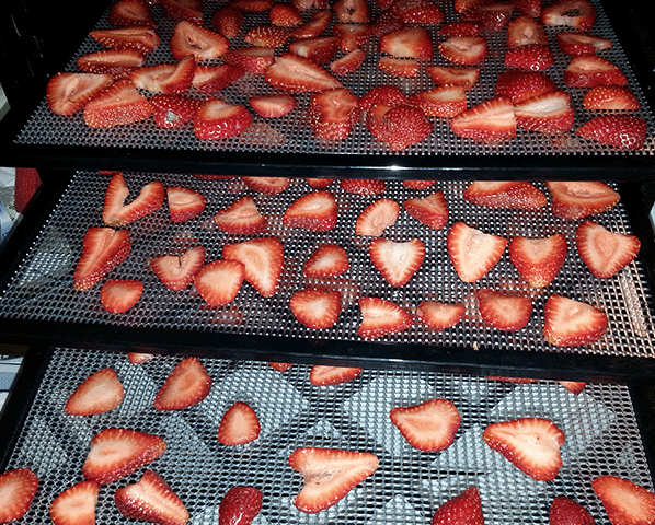 Excalibur dehydrator trays with sliced strawberries