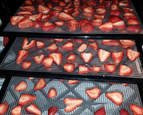 tray with strawberry slices into a food dehydrator machine Stock