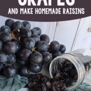 Fresh grapes, dehydrated grapes (raisins) in a mason jar on a wooden background.