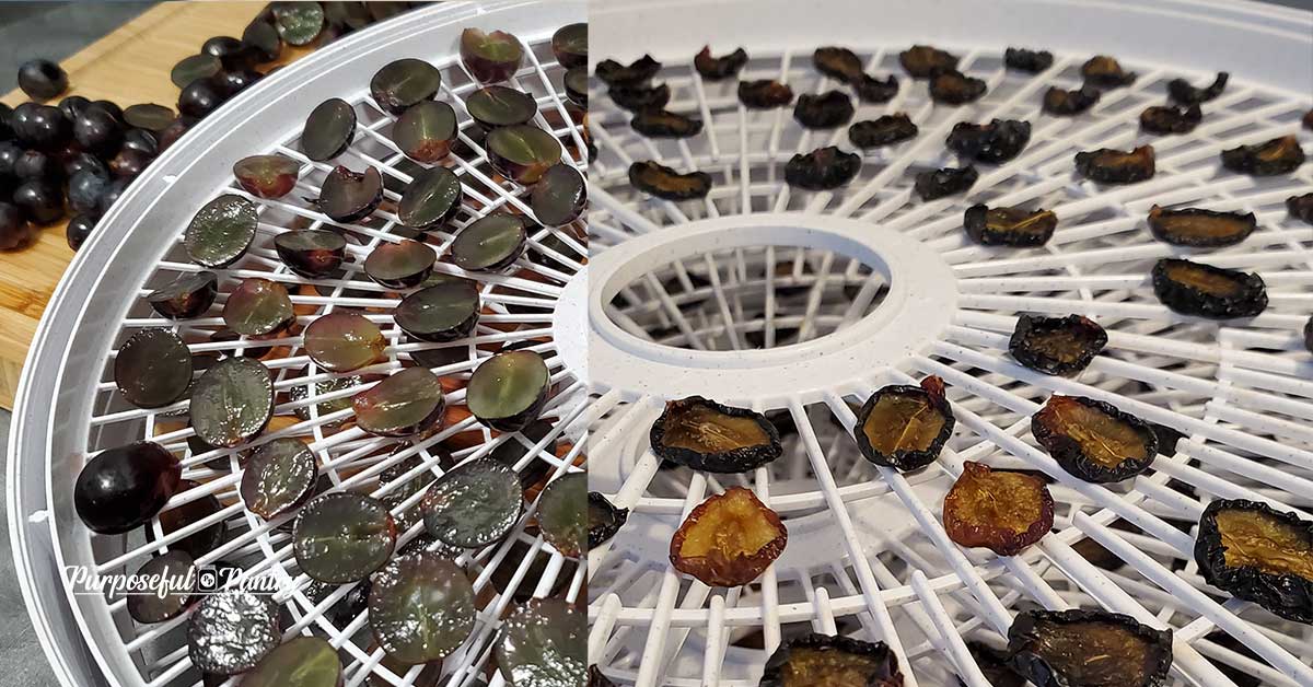 Nesco round dehydrator full of grapes - before and after of fresh grapes and dried grapes