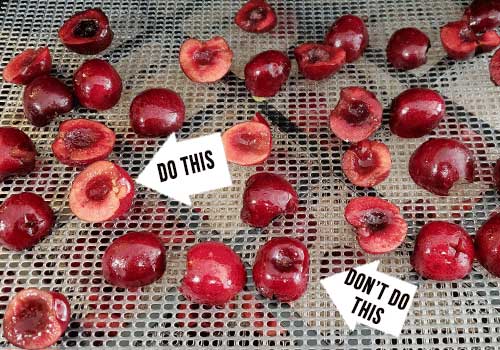 Fresh cherry halves on Excalibur dehydrator trays showing how to place to dry